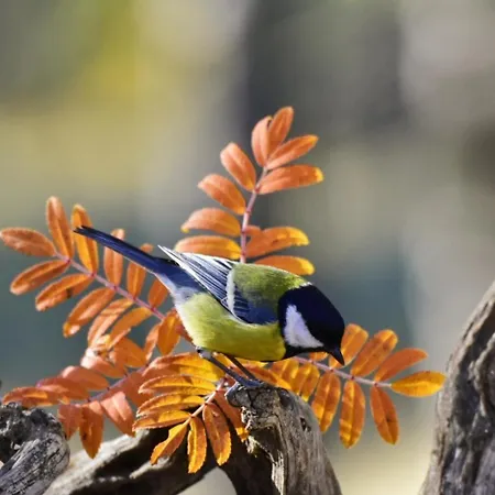 La Πανσιόν Cantavieja