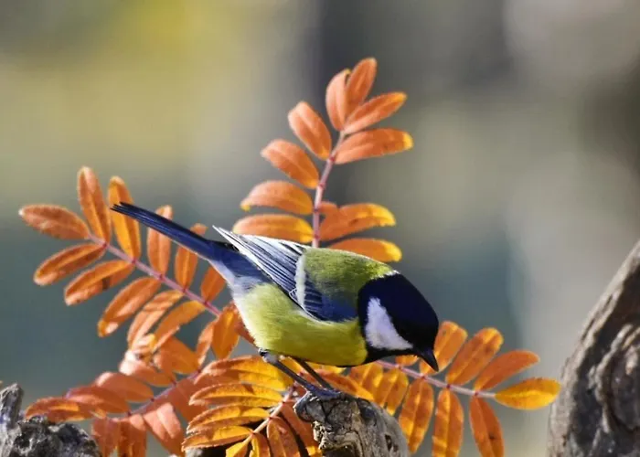 La Pensión Cantavieja